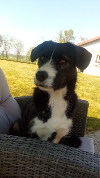 Association Canine Airoise - photo 2