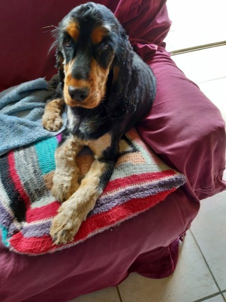 Association Canine Airoise - photo 3