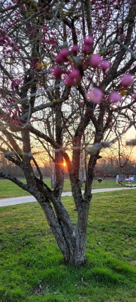Pension canine et féline La forêt du lys - photo 3