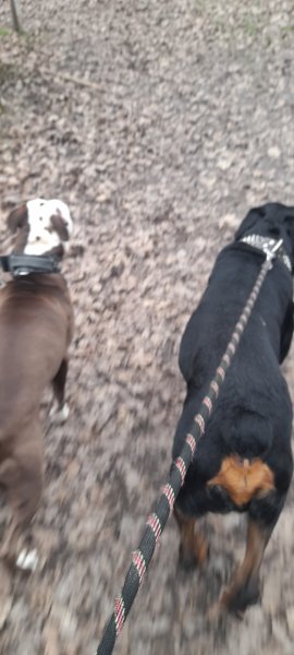 Vision-Dog - Éducateur Canin - photo 1