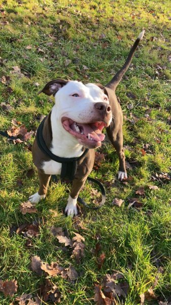 Vision-Dog - Éducateur Canin - photo 2