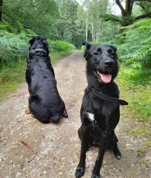 Vision-Dog - Éducateur Canin - photo 3