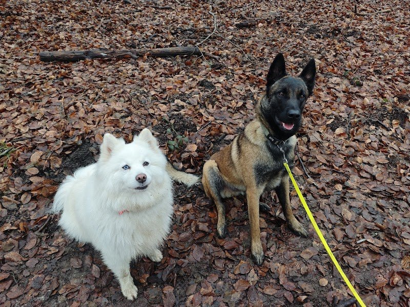 Educ Your Doggo - Éducateur comportementaliste canin entre Fontainebleau, Nemours (77) et Pithiviers (45)