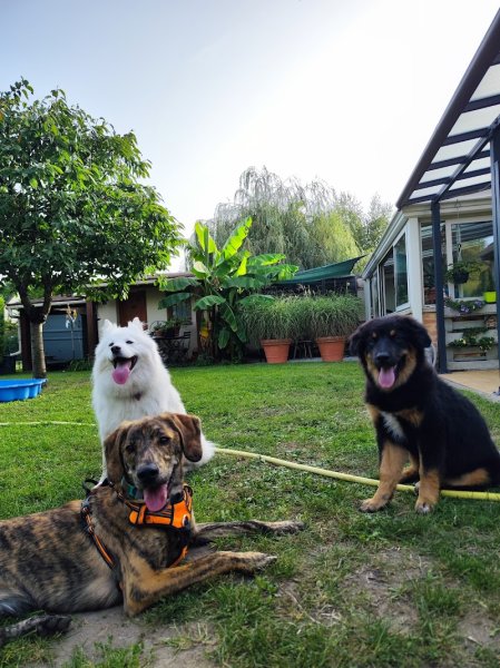 Educ Your Doggo - Éducateur comportementaliste canin entre Fontainebleau, Nemours (77) et Pithiviers (45) - photo 2