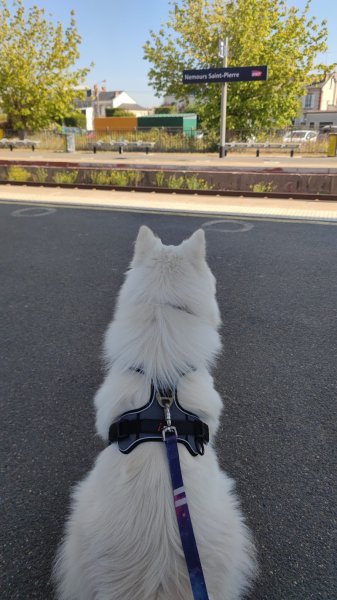 Educ Your Doggo - Éducateur comportementaliste canin entre Fontainebleau, Nemours (77) et Pithiviers (45) - photo 3