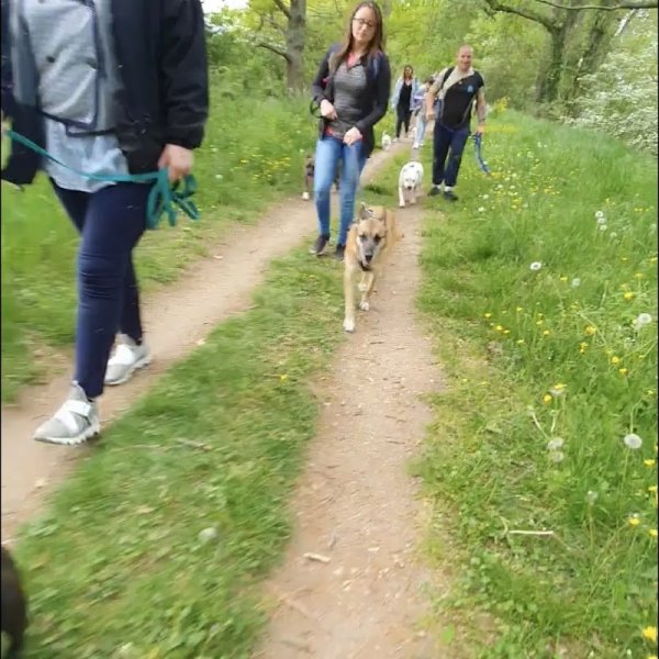 Rk-dog Pension canine, mantrailing