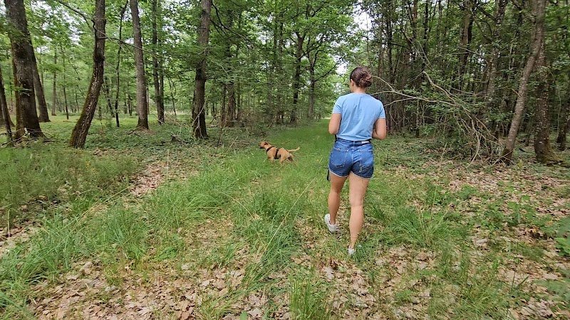 Rk-dog Pension canine, mantrailing - photo 2