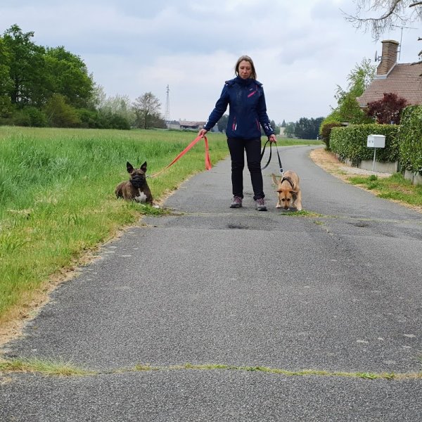 Rk-dog Pension canine, mantrailing - photo 3