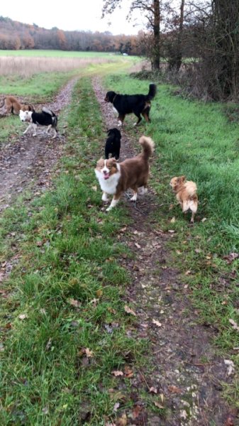L'Ecole de Médor et Youki - Pension pour chien et Formation éducateur canin