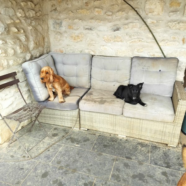 L'Ecole de Médor et Youki - Pension pour chien et Formation éducateur canin - photo 2