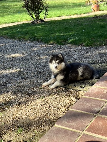 EDUCATION DU CHIEN-Éducateur Comportementaliste Canin - photo 2