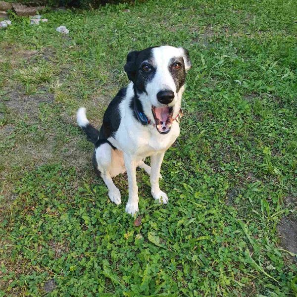 EDUCATION DU CHIEN-Éducateur Comportementaliste Canin - photo 3