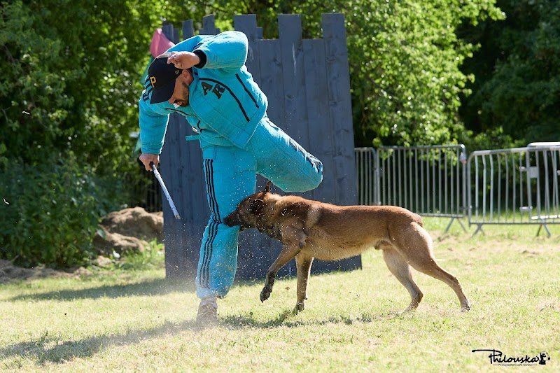 Club Canin Vesoul Sporting Canin Ile Verte