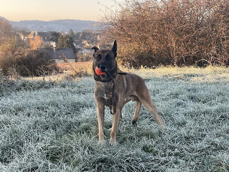 Club Canin Vesoul Sporting Canin Ile Verte - photo 2