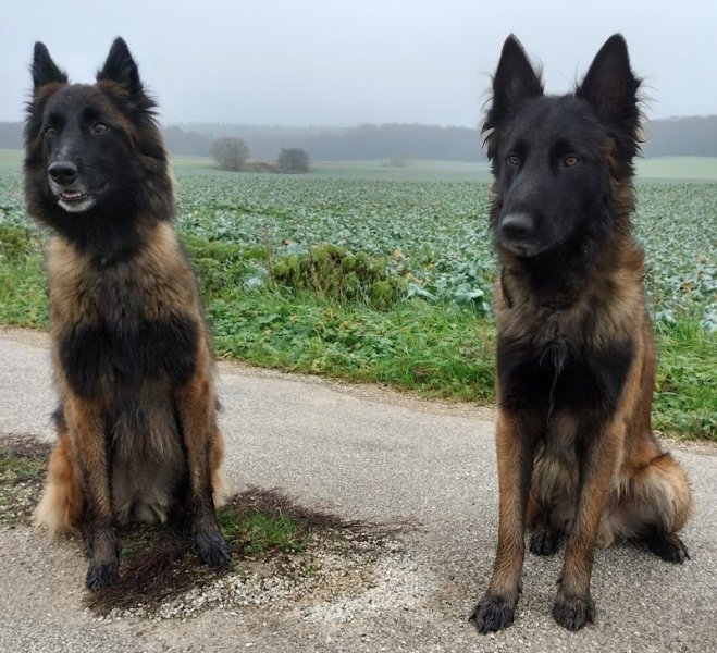 Club Canin Vesoul Sporting Canin Ile Verte - photo 3