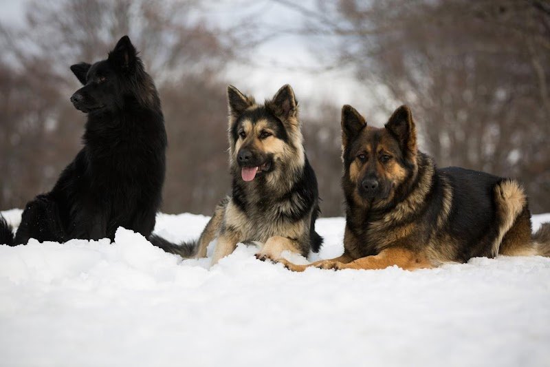 Etho'dog by VJ - photo 1