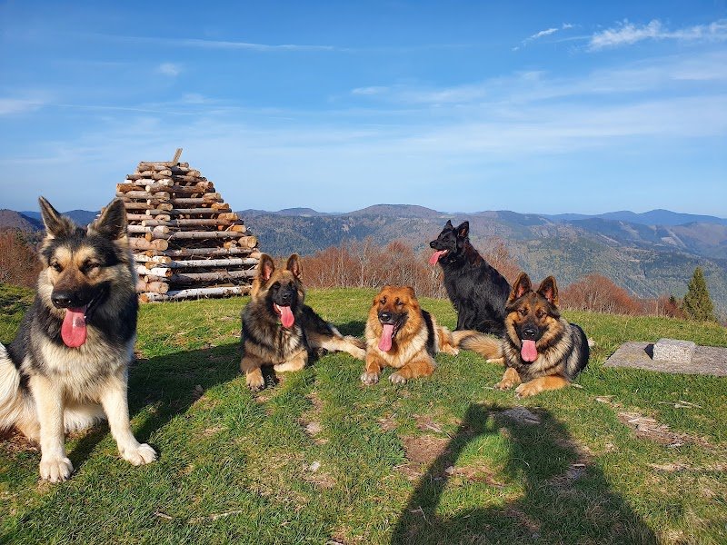 Etho'dog by VJ - photo 2