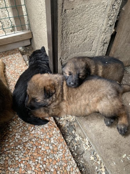 Etho'dog by VJ - photo 3