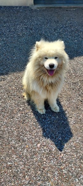 Le Chien Rêveur - photo 1