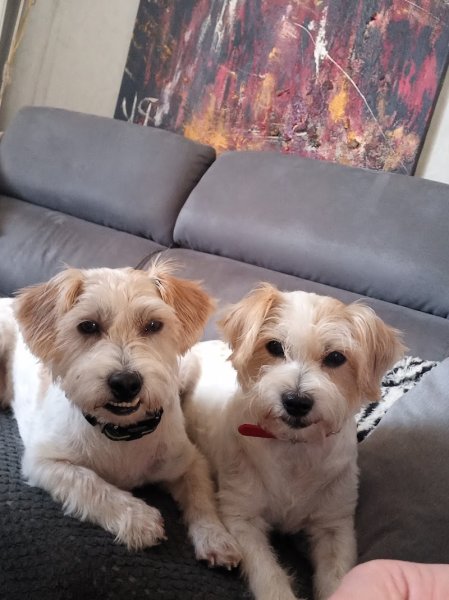 Le Chien Rêveur - photo 2