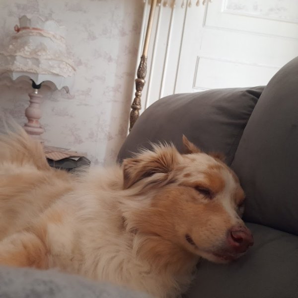 Le Chien Rêveur - photo 3