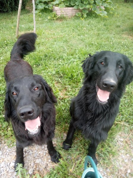 Pension canin et éducateur canin Le Domaine des Amarock's - photo 1