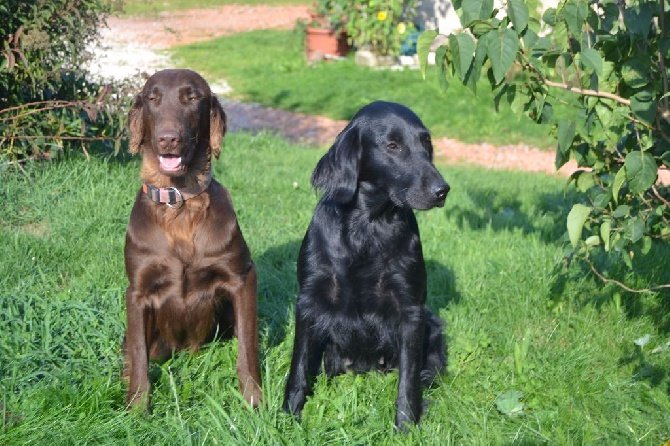 Pension canin et éducateur canin Le Domaine des Amarock's - photo 2