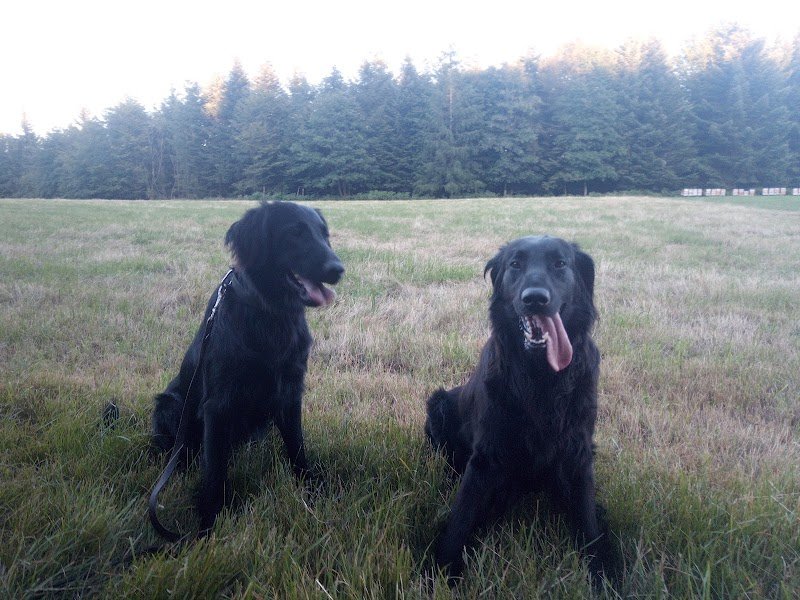 Pension canin et éducateur canin Le Domaine des Amarock's - photo 3