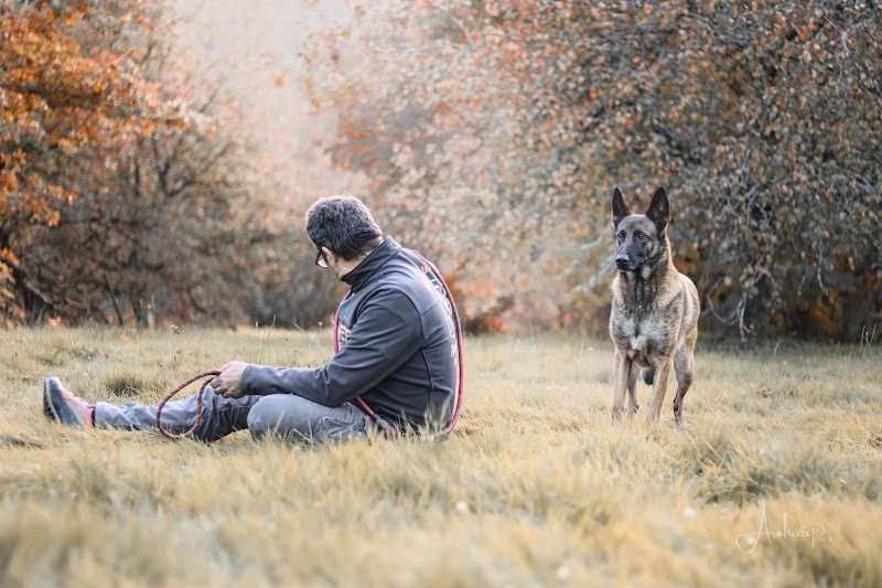 JJ éducateur canin comportementaliste