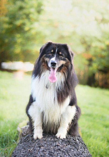 JJ éducateur canin comportementaliste - photo 2