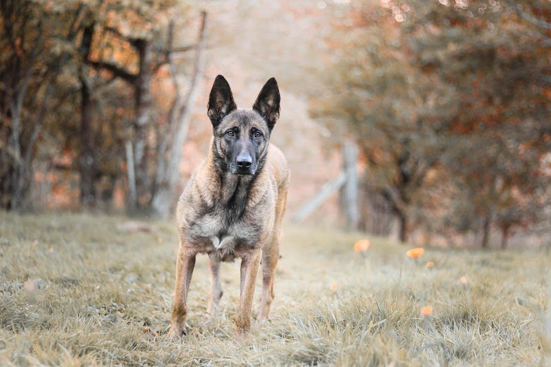 JJ éducateur canin comportementaliste - photo 3
