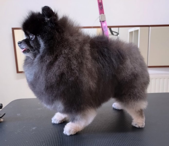 Beauté Canine - photo 2