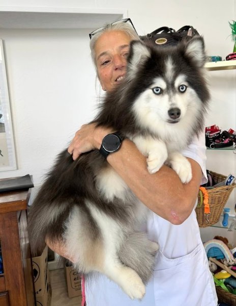 Beauté Canine - photo 3