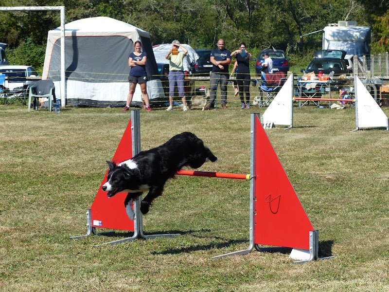 Club Canin Brin Bel de Conflandey - photo 1