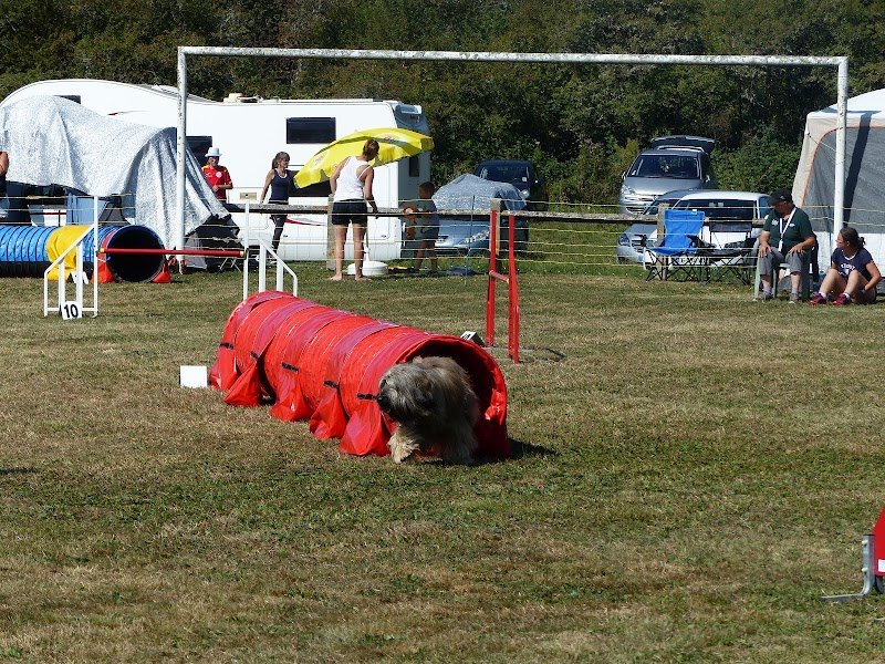 Club Canin Brin Bel de Conflandey - photo 2