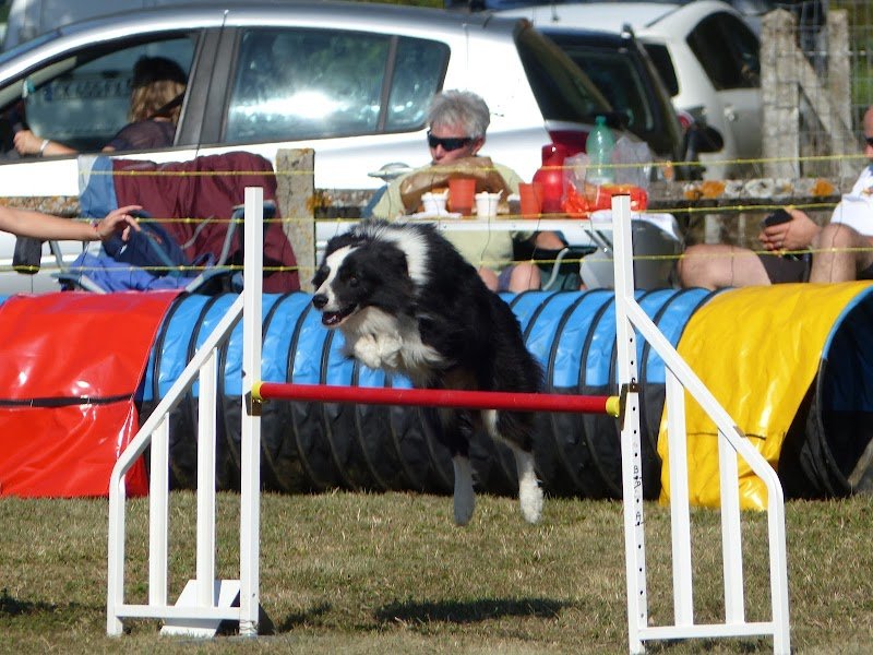 Club Canin Brin Bel de Conflandey - photo 3