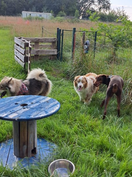 Pep's et moi Éducation canine, coaching et Centre Canin