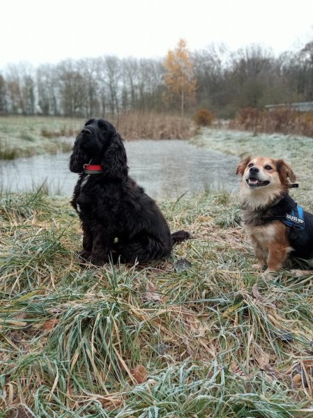 Pep's et moi Éducation canine, coaching et Centre Canin - photo 2