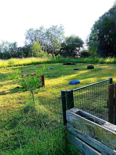 Pep's et moi Éducation canine, coaching et Centre Canin - photo 3