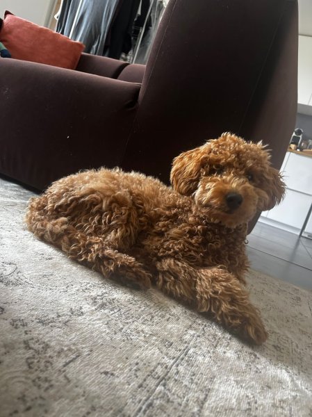 Elevage canin des Jardins d'Alieri - photo 1