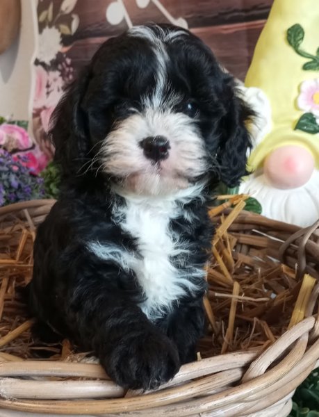 Elevage canin des Jardins d'Alieri - photo 2