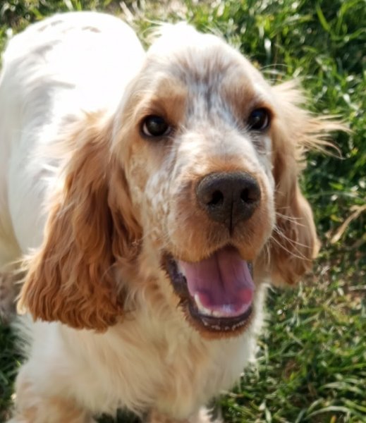 Elevage canin des Jardins d'Alieri - photo 3