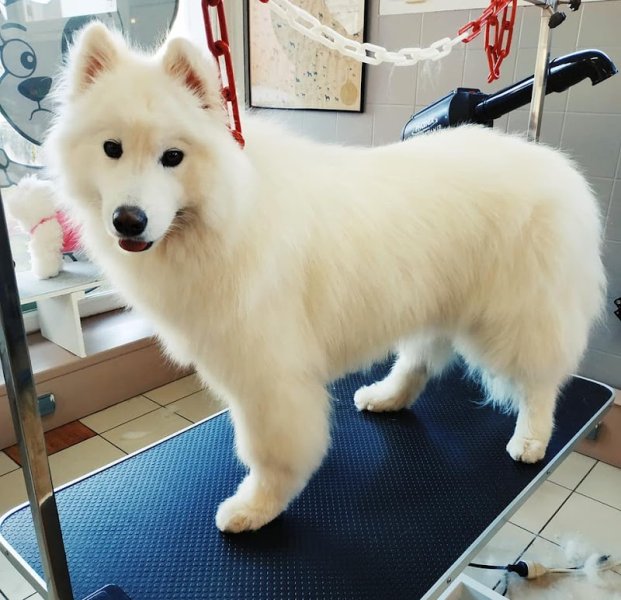 Le repaire des chiens - photo 2