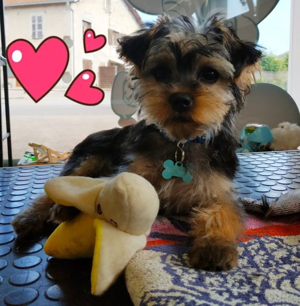 Le repaire des chiens - photo 3