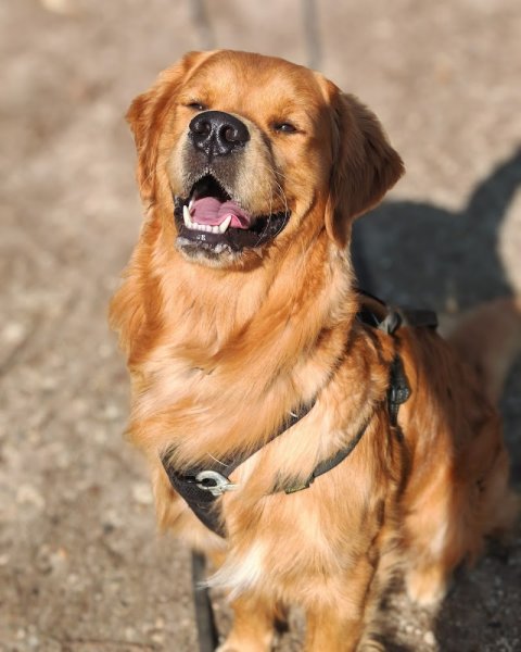 Happy dogs 91 - photo 2