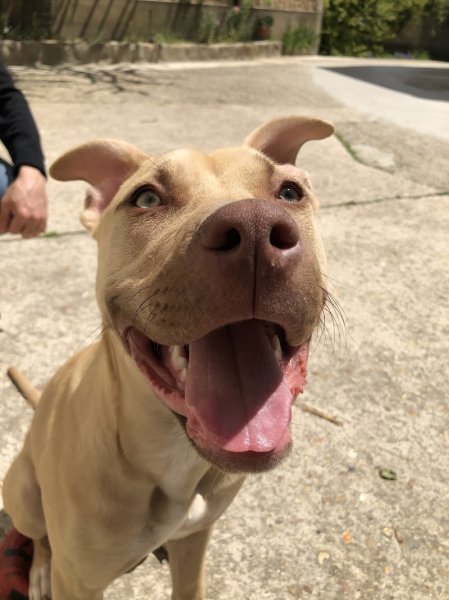 Happy dogs 91 - photo 3