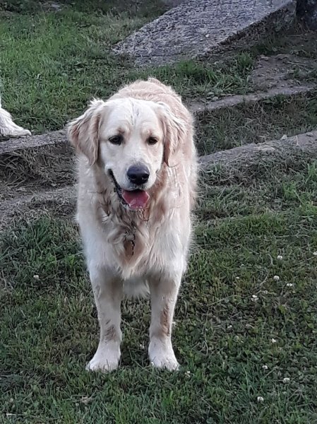 Pension Canine Familiale La Centaurée - photo 2