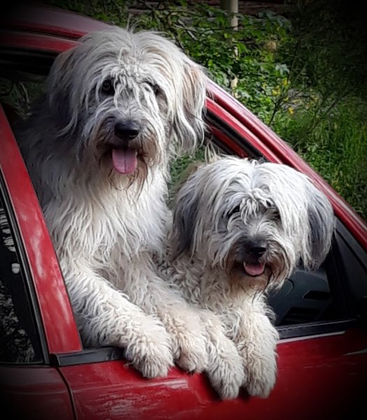 Pension Canine Familiale La Centaurée - photo 3