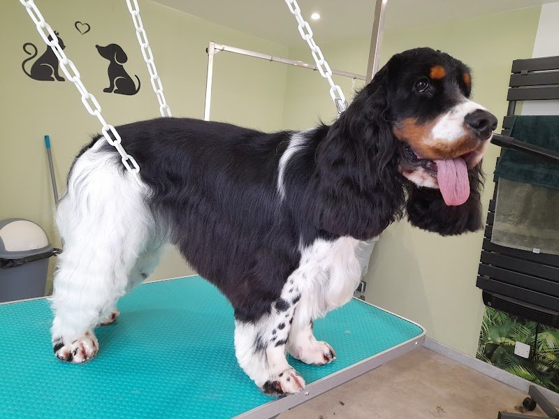 Nature & Chien - photo 2