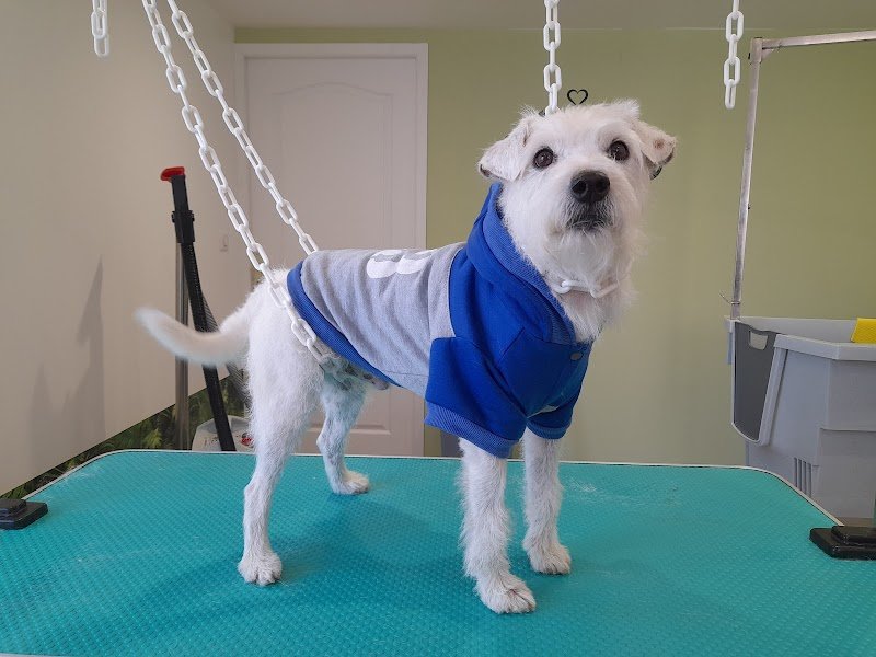 Nature & Chien - photo 3